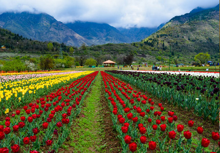 tulip-garden